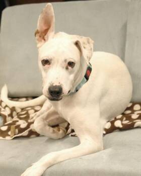 Rescue Mixed Breed Dogs for Adoption in Eglin Air Force Base, Florida - Minnie | PetCurious