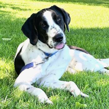 Junie -  Hound and Mixed Breed Dog for Adoption in San Francisco, California - Junie | PetCurious