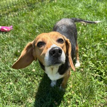 Myrtle -  Beagle and None Dog for Adoption in Waynesboro, Pennsylvania - Myrtle | PetCurious