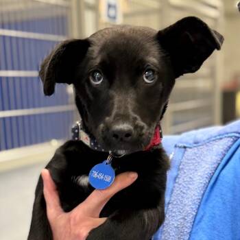 Black Labrador Retriever and Mixed Breed Dogs Available for Adoption - Olympia | PetCurious