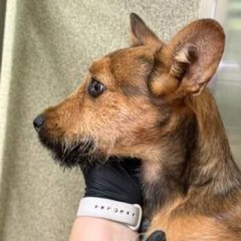 Clementine -  Terrier and Mixed Breed Dog for Adoption in Palm Springs, California - Clementine | PetCurious