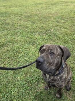 Rescue Mixed Breed Dogs for Adoption in Fallston, Maryland - Zeke | PetCurious