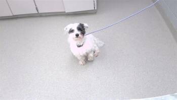 QUINCY -  Maltese and Mixed Breed Dog for Adoption in Omaha, Nebraska - QUINCY | PetCurious
