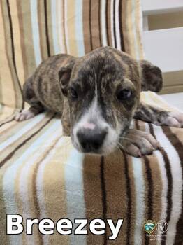 Breezey -  Pit Bull Terrier Dog for Adoption in Rocky Mount, North Carolina - Breezey | PetCurious