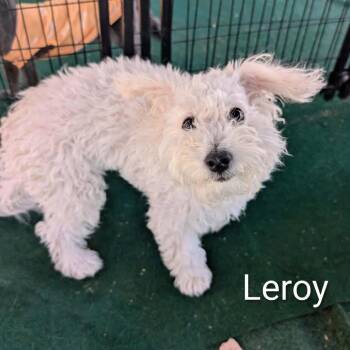 Leroy Yummy OS NV PDR -  Maltese and Poodle Dog for Adoption in Las Vegas, Nevada - Leroy Yummy OS NV PDR | PetCurious