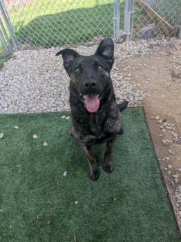 Mixed Breed Dogs Available for Adoption in Louisburg, North Carolina - Smuckers | PetCurious