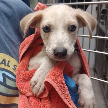 Limited Time Offer -  Terrier and Feist Dog for Adoption in Hattiesburg, Mississippi - Limited Time Offer | PetCurious