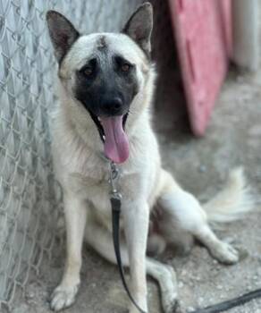 Cosmo -  German Shepherd Dog and Mixed Breed Dog for Adoption in Fresno, California - Cosmo | PetCurious