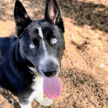 Binky Barnes -  Mixed Breed Dog for Adoption in Oakland, California - Binky Barnes | PetCurious