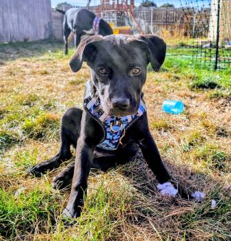 Rescue Labrador Retriever Dogs for Adoption in Colorado Springs, Colorado - Tungsten | PetCurious