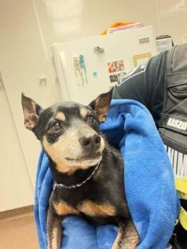 Miniature Pinscher Dogs Available for Adoption in Chicago, Illinois - Lincoln | PetCurious