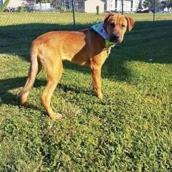 Rescue Boxer and Shar Pei Dogs for Adoption in Lucas, Texas - Cacheton | PetCurious