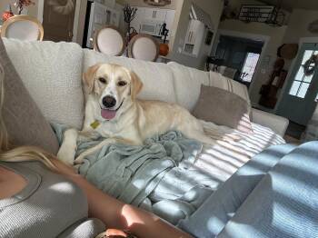 Tula -  Labrador Retriever Dog for Adoption in Salt Lake City, Utah - Tula | PetCurious