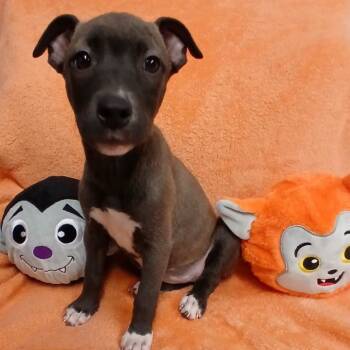 Rescue Pit Bull Terrier Dogs for Adoption in St. Peters, Missouri - Sophia | PetCurious