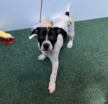 Zendejas -  Labrador Retriever and Terrier Dog for Adoption in Sanford, Florida - Zendejas | PetCurious