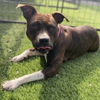 Rescue Mixed Breed Dogs for Adoption in Batavia, Ohio - Wednesday | PetCurious