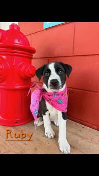 Ruby -  Border Collie Dog for Adoption in Pensacola, Florida - Ruby | PetCurious