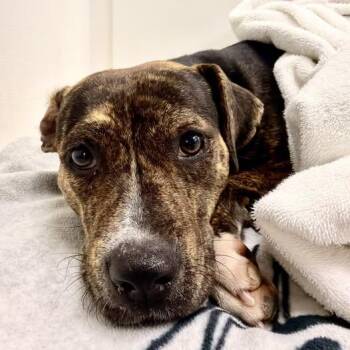 Truffle -  Plott Hound Dog for Adoption in Hilton Head Island, South Carolina - Truffle | PetCurious