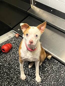 Roo -  Boston Terrier and Australian Shepherd Dog for Adoption in Jackson, Tennessee - Roo | PetCurious