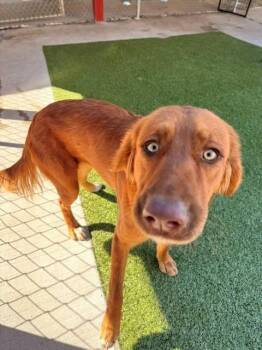 Whimsy -  Golden Retriever Dog for Adoption in Fayetteville, Arkansas - Whimsy | PetCurious