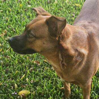 Lainey -  Australian Cattle Dog Blue Heeler and German Shepherd Dog Dog for Adoption in Humble, Texas - Lainey | PetCurious