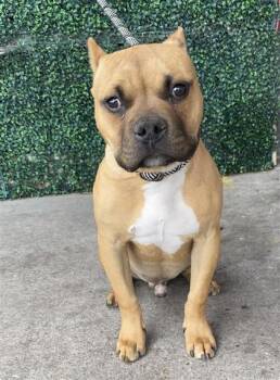 Pit Bull Terrier and Mixed Breed Dogs Available for Adoption in El Paso, Texas - 60918890 | PetCurious
