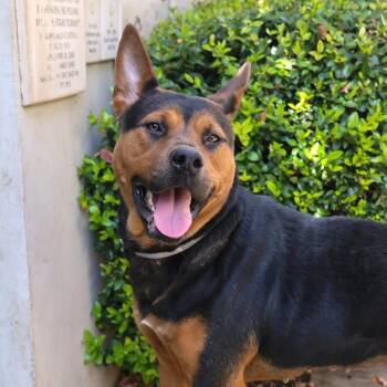 Achoo -  German Shepherd Dog Dog for Adoption in Pasadena, California - Achoo | PetCurious