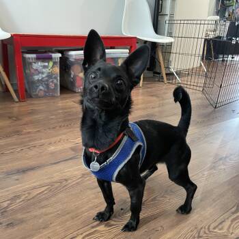 Gomez -  Chihuahua Dog for Adoption in Philadelphia, Pennsylvania - Gomez | PetCurious