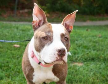 Pit Bull Terrier and Mixed Breed Dogs Available for Adoption - Maple FKA Phat Phat | PetCurious