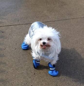 Mikey 2 Foster Needed -  Maltipoo Dog for Adoption in Detroit, Michigan - Mikey 2 Foster Needed | PetCurious