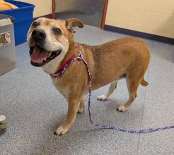 Beagle and Labrador Retriever Dogs Available for Adoption in Westland, Michigan - Callie | PetCurious