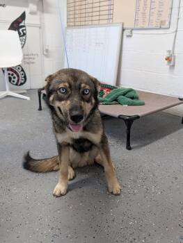 Dash -  German Shepherd Dog and Husky Dog for Adoption in Lewisburg, Tennessee - Dash | PetCurious