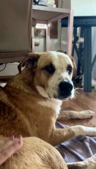 Rescue Anatolian Shepherd and Australian Cattle Dog Blue Heeler Dogs for Adoption in Shawnee, Oklahoma - Pluto | PetCurious