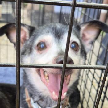 Tiny -  Mixed Breed Dog for Adoption in Leander, Texas - Tiny | PetCurious
