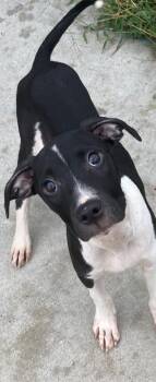 Ember -  Labrador Retriever Dog for Adoption in Carmel Hamlet, New York - Ember | PetCurious