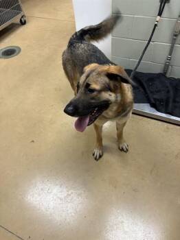 KENO -  German Shepherd Dog and Mixed Breed Dog for Adoption in Minneapolis, Minnesota - KENO | PetCurious