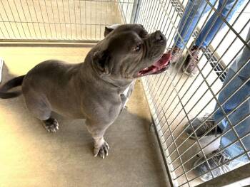 American Bully Dogs Available for Adoption - Indica | PetCurious