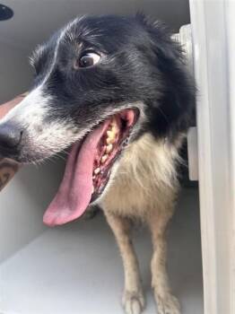 A660281 -  Border Collie Dog for Adoption in Houston, Texas - A660281 | PetCurious