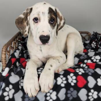 Tracer -  Dalmatian and Great Pyrenees Dog for Adoption in Fort Wayne, Indiana - Tracer | PetCurious