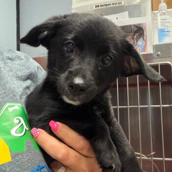 Gander -  Black Labrador Retriever Dog for Adoption in Lake Jackson, Texas - Gander | PetCurious