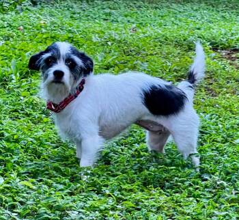 Ellie May -  Jack Russell Terrier Dog for Adoption in Lawrenceville, Georgia - Ellie May | PetCurious