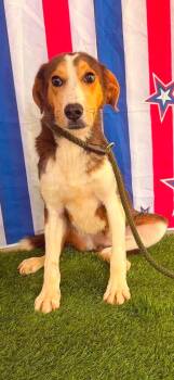 Miss America -  Hound Dog for Adoption in East Haddam, Connecticut - Miss America | PetCurious