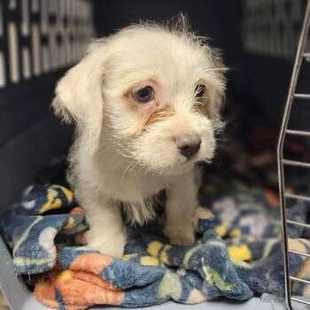 Luke Hemsworth -  Terrier Dog for Adoption in Oakland, California - Luke Hemsworth | PetCurious