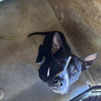 Rescue Pit Bull Terrier Dogs for Adoption in Austin, Texas - Candy Cornelius | PetCurious