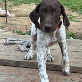 Fred -  German Shorthaired Pointer Dog for Adoption in Normal, Illinois - Fred | PetCurious