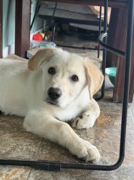 Azula -  Golden Retriever and Yellow Labrador Retriever Dog for Adoption in Anderson, Indiana - Azula | PetCurious