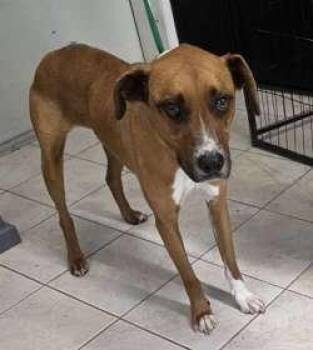 Hansel -  Labrador Retriever and Hound Dog for Adoption in Sudbury, Massachusetts - Hansel | PetCurious