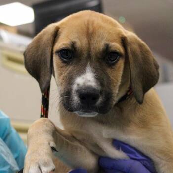 Shepherd Dogs Available for Adoption in South Elgin, Illinois - Cocoa Puff | PetCurious