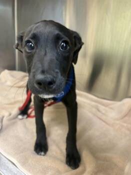 TOBY -  Terrier Dog for Adoption in Fort Myers, Florida - TOBY | PetCurious