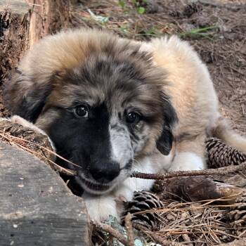 Tanu -  Great Pyrenees Dog for Adoption in Huntsville, Alabama - Tanu | PetCurious
